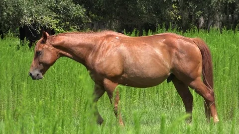 Horse grazing 4K Stock Footage 77011275