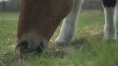 Horse Grazing 4k Stock Footage 128293694