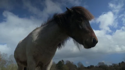 Horse Grazing 4k Stock Footage 128293813