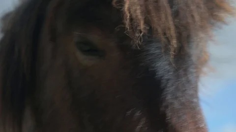 Horse Grazing 4k Stock Footage 128293852