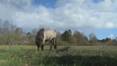 Horse Grazing 4k Stock Footage 128293937