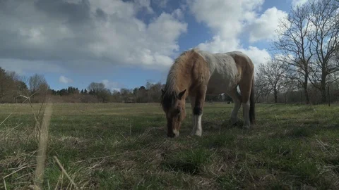 Horse Grazing 4k Stock Footage 128294040