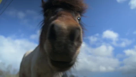 Horse Grazing 4k Stock Footage 128294078