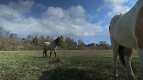 Horse Grazing 4k Stock Footage 128294098