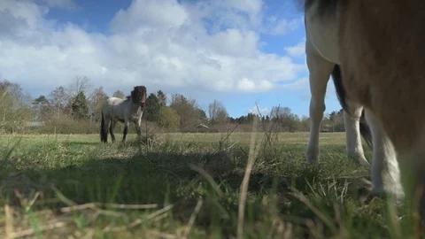 Horse Grazing 4k Stock Footage 128294143