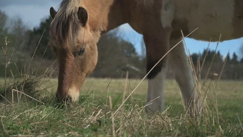 Horse Grazing 4k Stock Footage 128294185