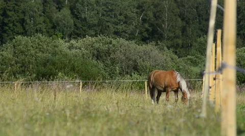 Horse grazing alone Stock Footage 54047205