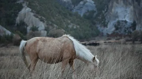 A horse grazing and taking a dump. 스톡 동영상 20439699
