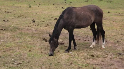 A horse grazing and walking alone in a pasture. Stock Footage 40541153