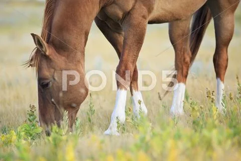 Horse grazing on the Canadian Prairie. Near Swift Current, Saskatchewan, Canada. Stock Photos