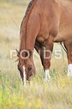 Horse grazing on the Canadian Prairie. Near Swift Current, Saskatchewan, Canada. Stock Photos