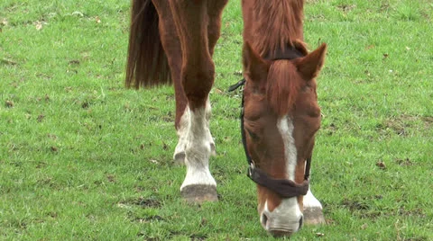 Horse grazing close up Stock Footage 22682112