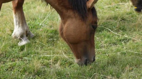 Horse grazing close-up. Stock Footage 30460763