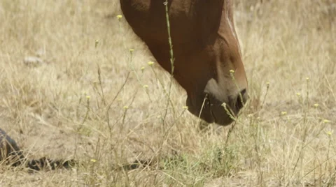 Horse Grazing Close Up Stock Footage 59101075