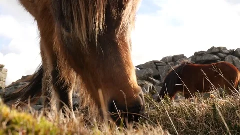 Horse grazing, close up Stock Footage 72606312