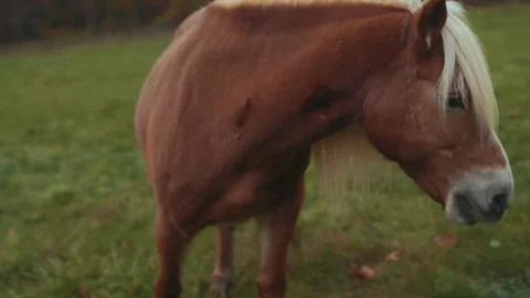Horse grazing close Stock Footage 151776223