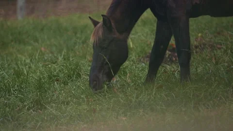 Horse grazing close up Stock Footage 151776249
