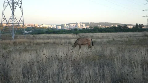 Horse grazing in a dry grass field Stock Footage 344038853