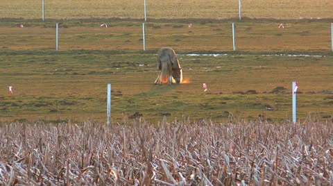Horse grazing during sunset Stock Footage 24464778