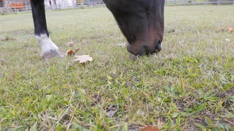 Horse grazing in farm Stock Footage 57283534