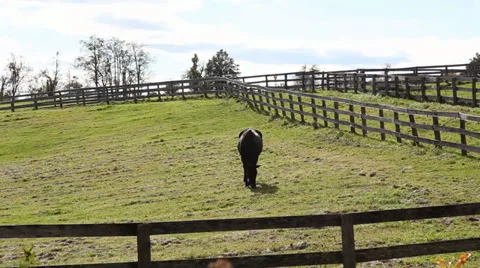 Horse grazing in field Stock Footage 31831887
