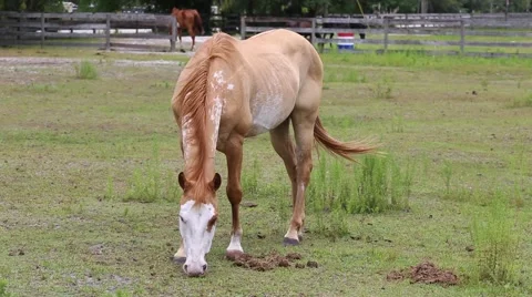 Horse grazing in a field Stock Footage 63435306