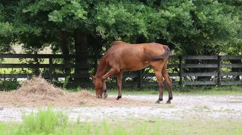 Horse grazing in a field 스톡 동영상 63436265