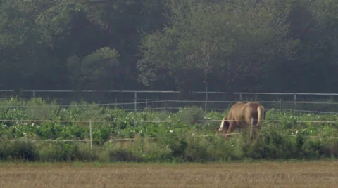 A horse grazing in a field Video stock 63745708