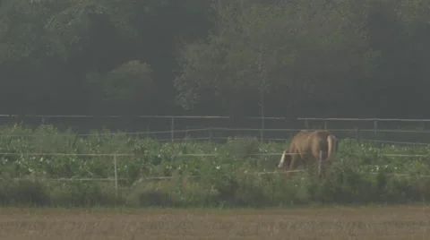 A horse grazing in a field Video stock 63765883