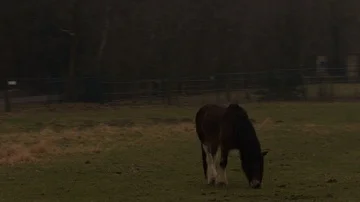 Horse grazing in a field Stock Footage 85916264