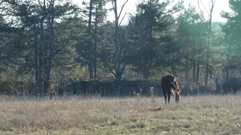 Horse grazing on the field Stock Footage 257358593