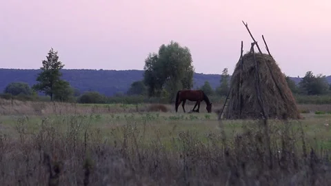 The horse is grazing in the field. Haystack. Sunset. Ukrainian village. Stock Footage 142441672