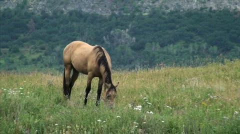 Horse Grazing Vidéo 300182