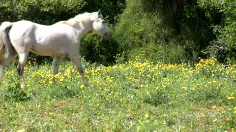 Horse grazing. Stock Footage 750828