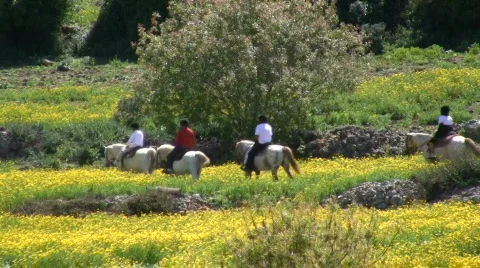 Horse grazing. Stock Footage 750948