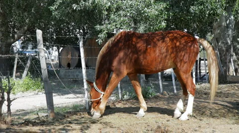 Horse Grazing Stock-Footage 881217