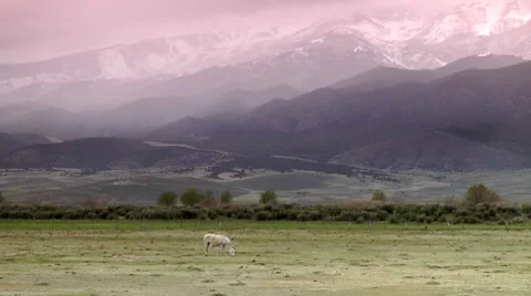 Horse Grazing Video stock 7743209