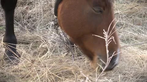 Horse grazing Video stock 8973132