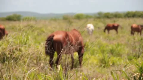 Horse grazing Stock Footage 10771229
