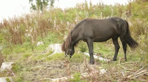 Horse grazing 스톡 동영상 11884167