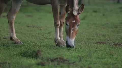 Horse grazing Vídeos de archivo 21787735