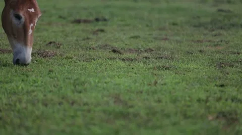Horse grazing Stock Footage 21787926