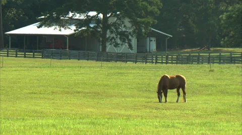 Horse Grazing Stock Footage 35400015