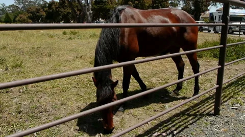 Horse Grazing Stock-Footage 39385070