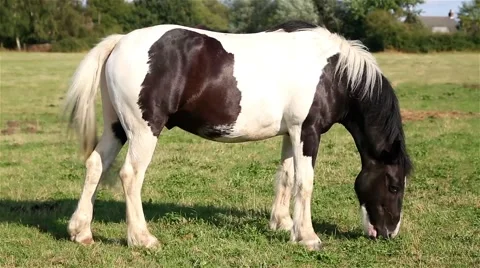 Horse Grazing Vidéo 42698735