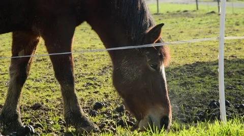 Horse grazing Stock Footage 46037632