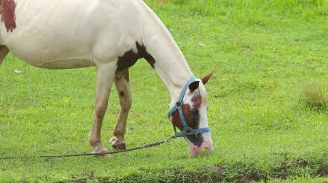 Horse grazing Stock Footage 49325565