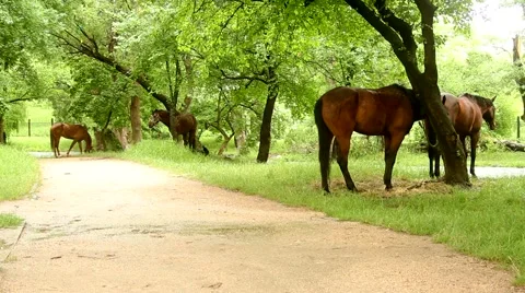 Horse grazing Stock Footage 51364513