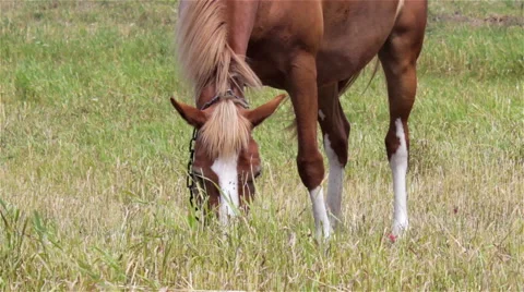 Horse grazing Stock Footage 52946884