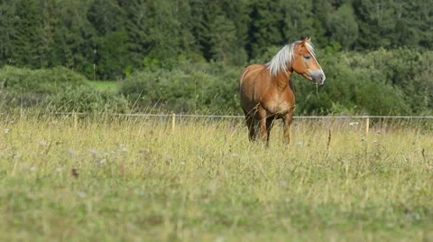 Horse grazing Stock Footage 54047124